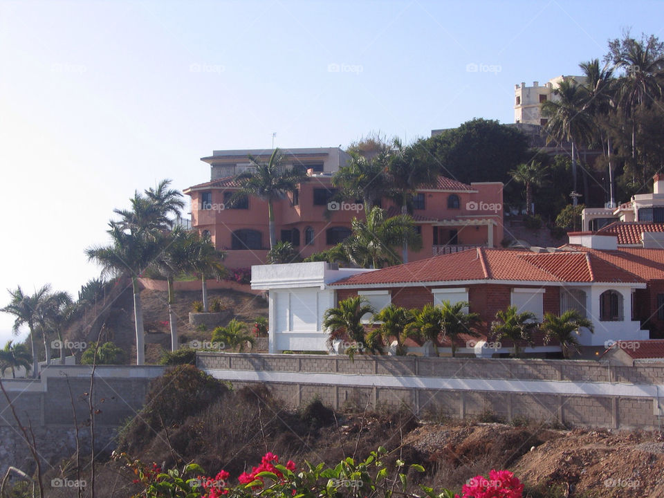 trees mexico villas palm by mauimar