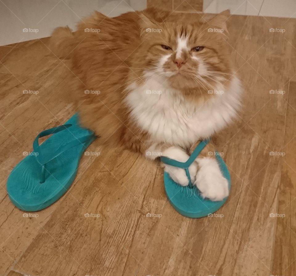 #cat #clever #cute #funny #awesome