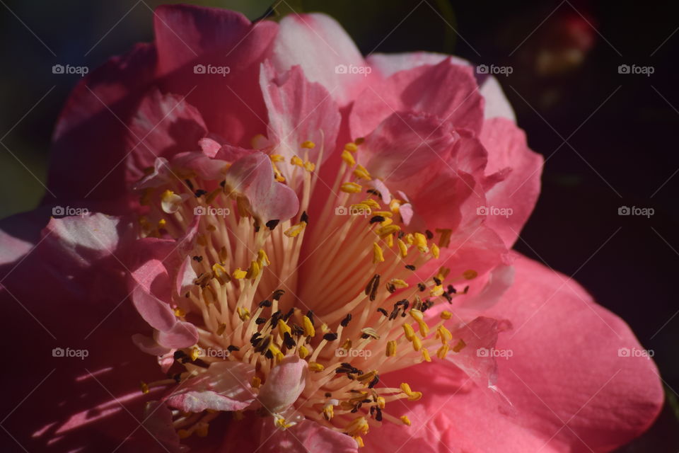 Closeup and Beautiful 