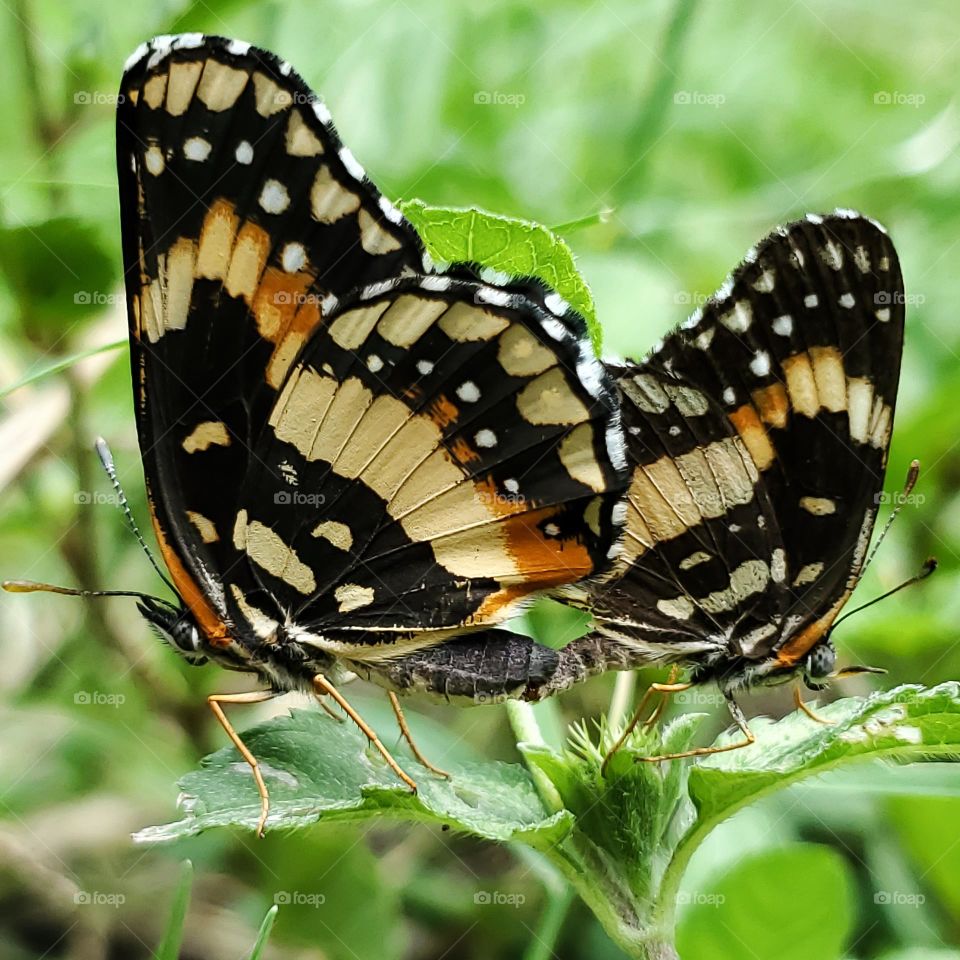 Macro of mating border patch butterflies on ground cover leaves.