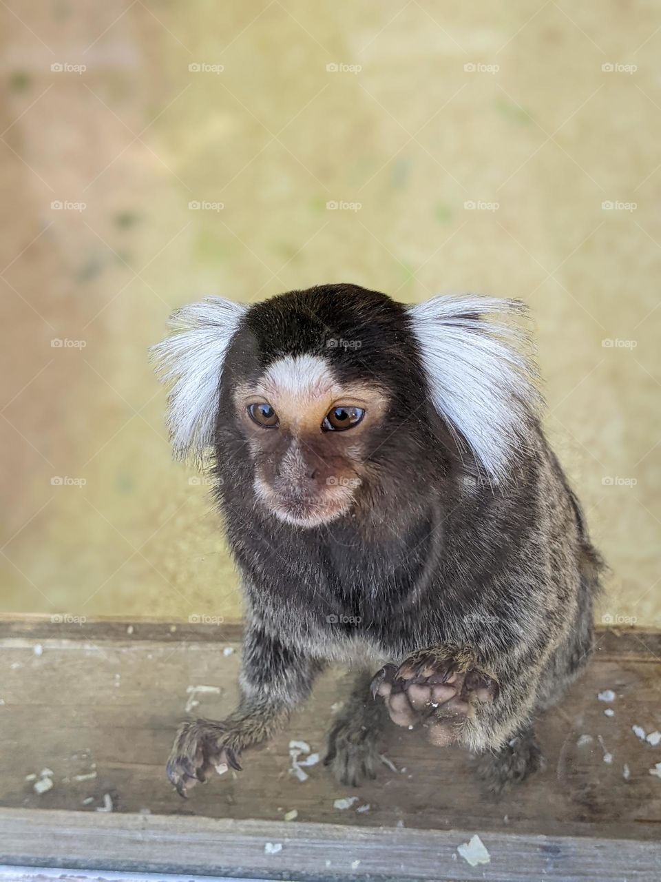Marmoset at the zoo. Paws are on the glass and the marmoset's eyes are wide, seemingly hopeful.