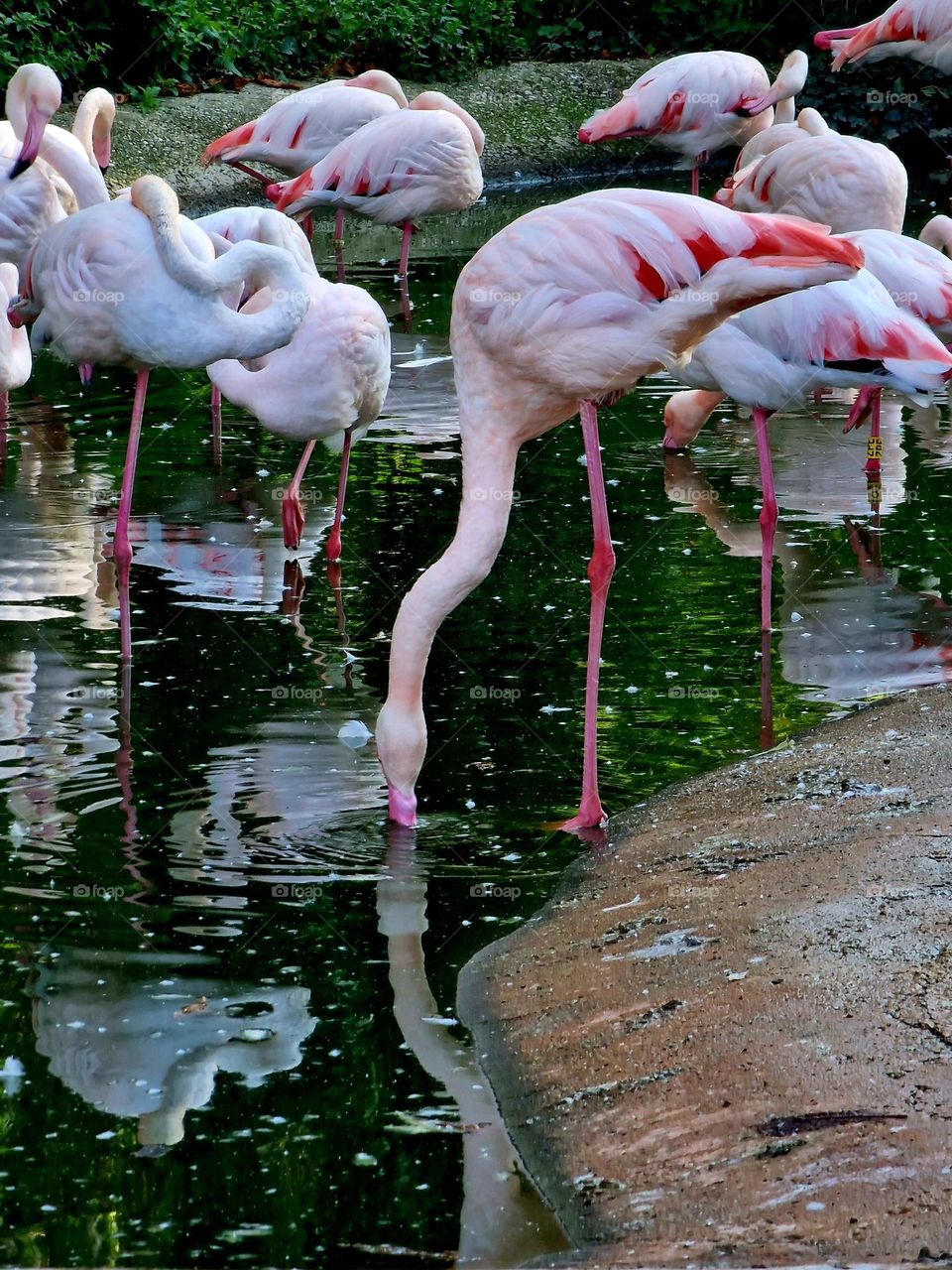 flamingo birds