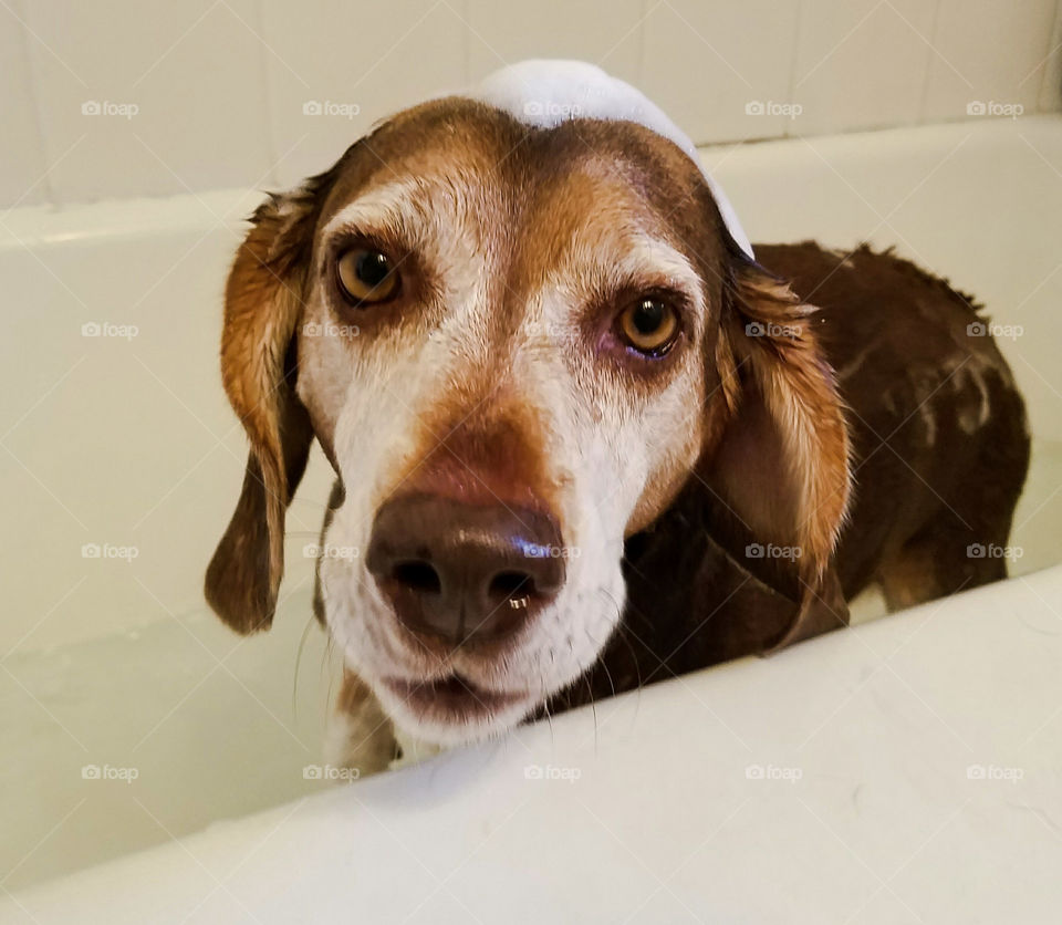 Portrait of wet dog in bathtub