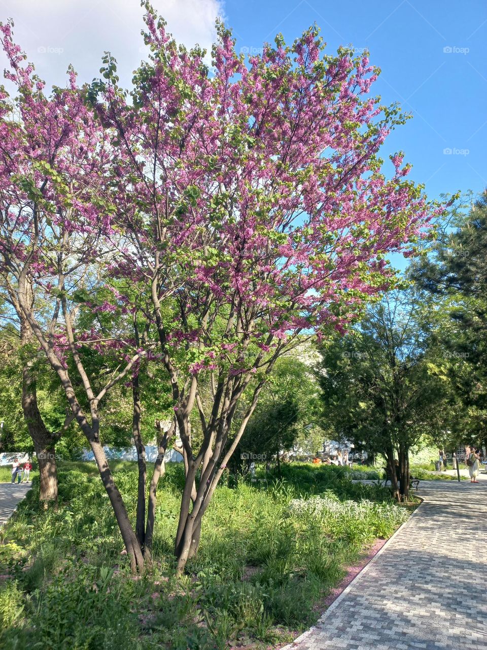 flowering tree in the park.