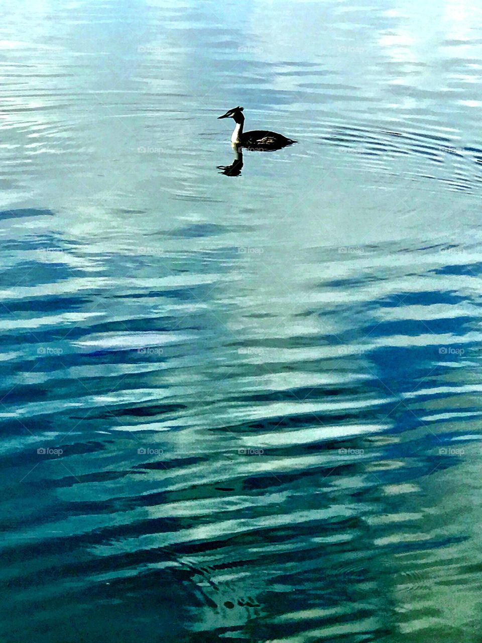 Bird in lake (2)