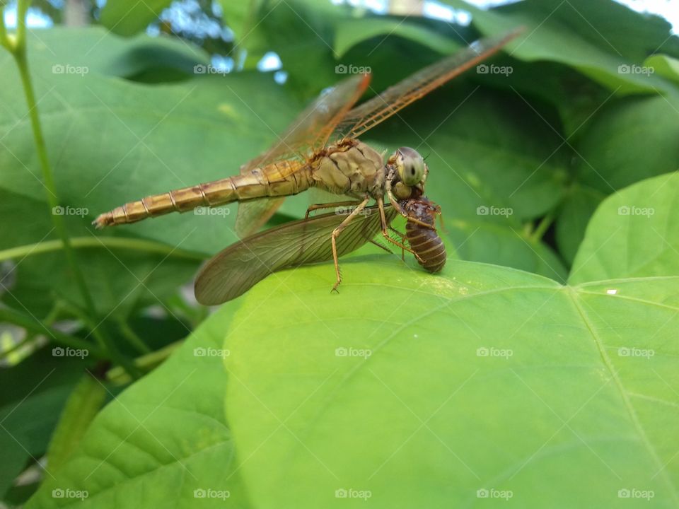 dragonfly