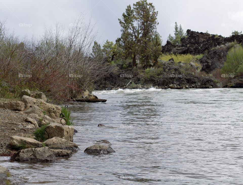 The beautiful spring waters of the Deschutes River in Central Oregon flows along its ponderosa pine tree covered banks near Lava Island. 