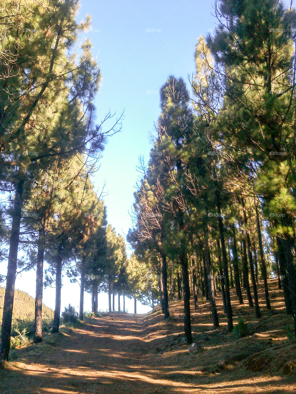 Ruta de los almendros en flor