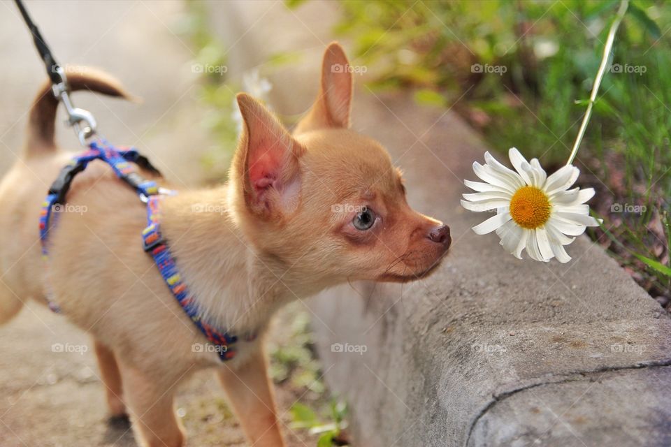 Small puppy and camomile 