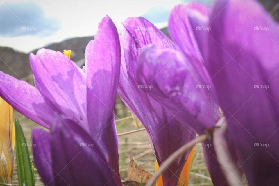 Purple Wild Flowers