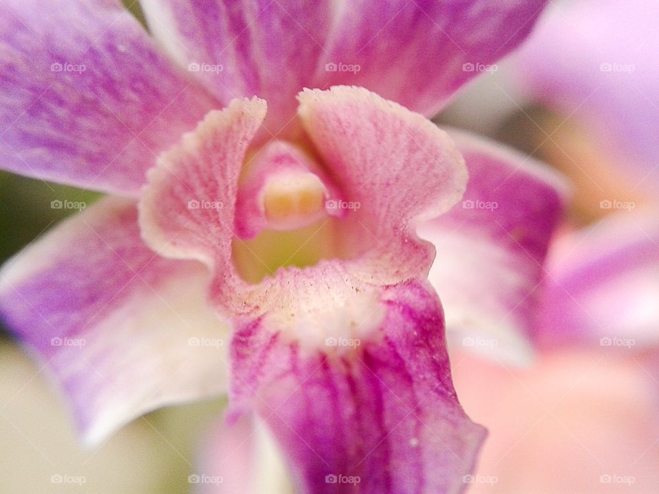 orchid flower. orchid flower macro