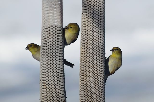 three birds