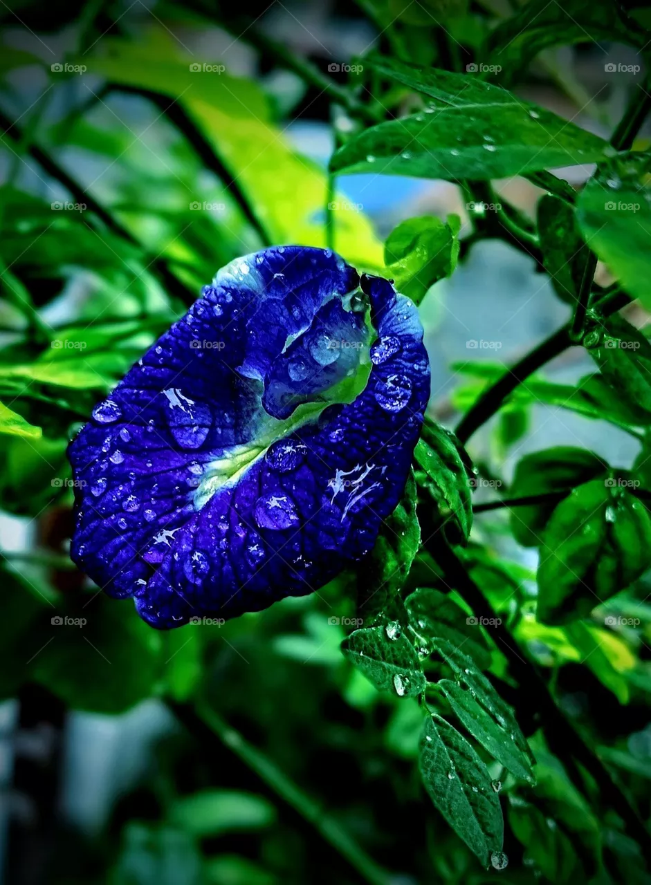 This close-up of a Butterfly Pea flower with raindrops highlights its vibrant petals and delicate details, conveying nature's serene beauty and freshness.