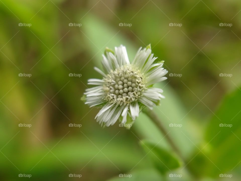 Wild flowers are white.