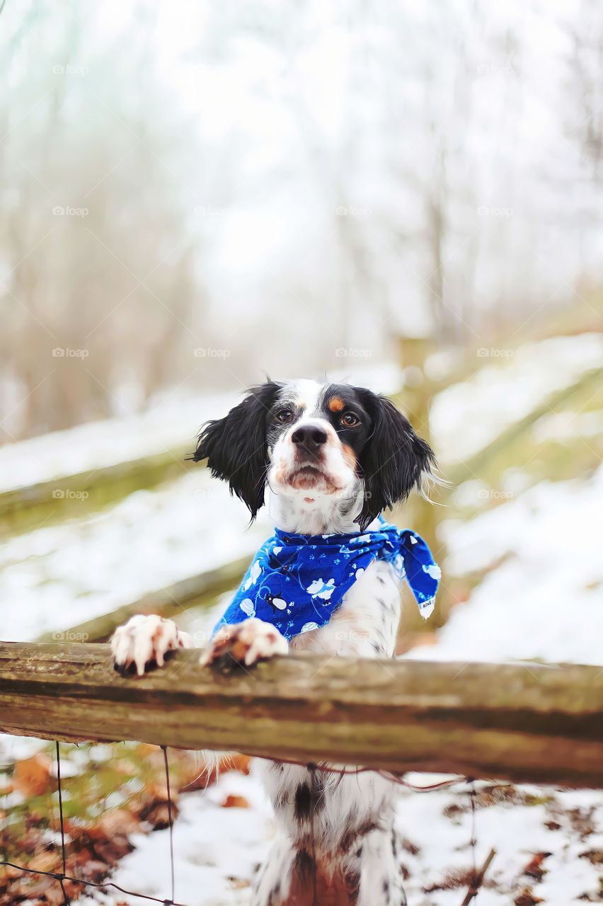 Dog with scarf
Close up of black and white dog in blue scarf - looking at camera