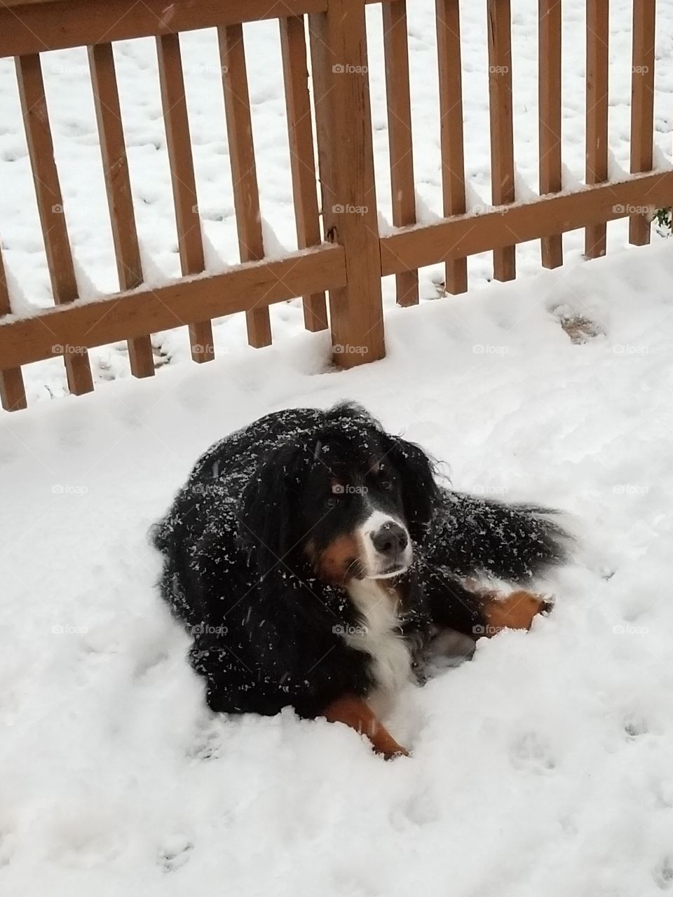 Burnese Mountain Dog in the snow.