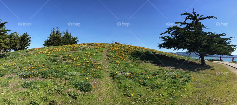 Hill Top with a Slight Pathway