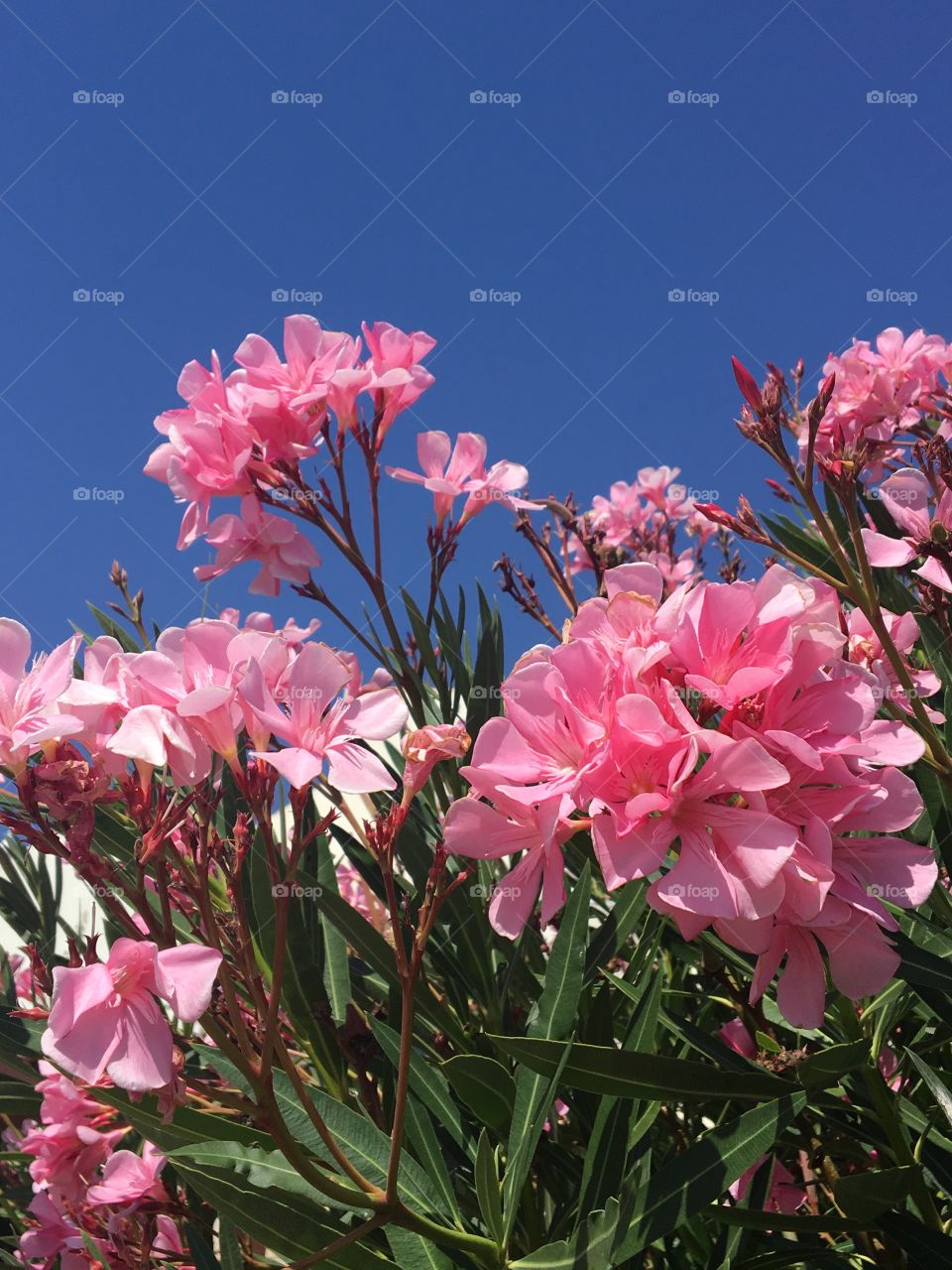 Pinky oleander 