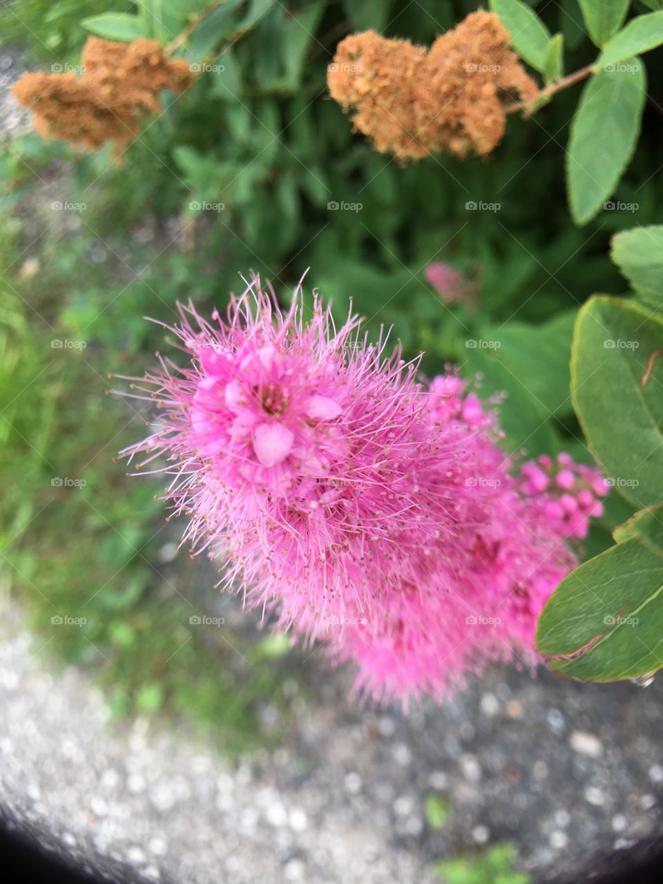 Fuzzy pink flower