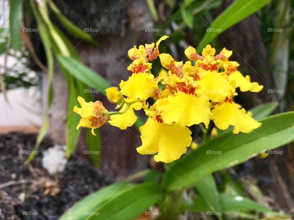 Beautiful yellow Flora