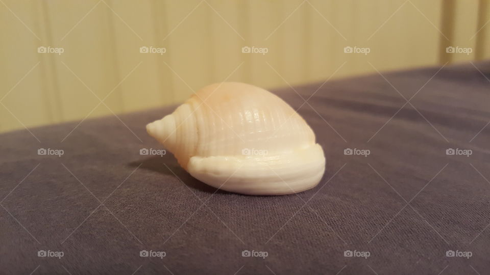 Seashell Up Clos
