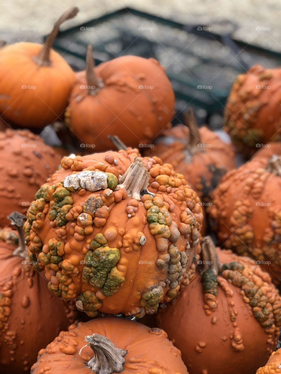 Pumpkin with bumps on it
