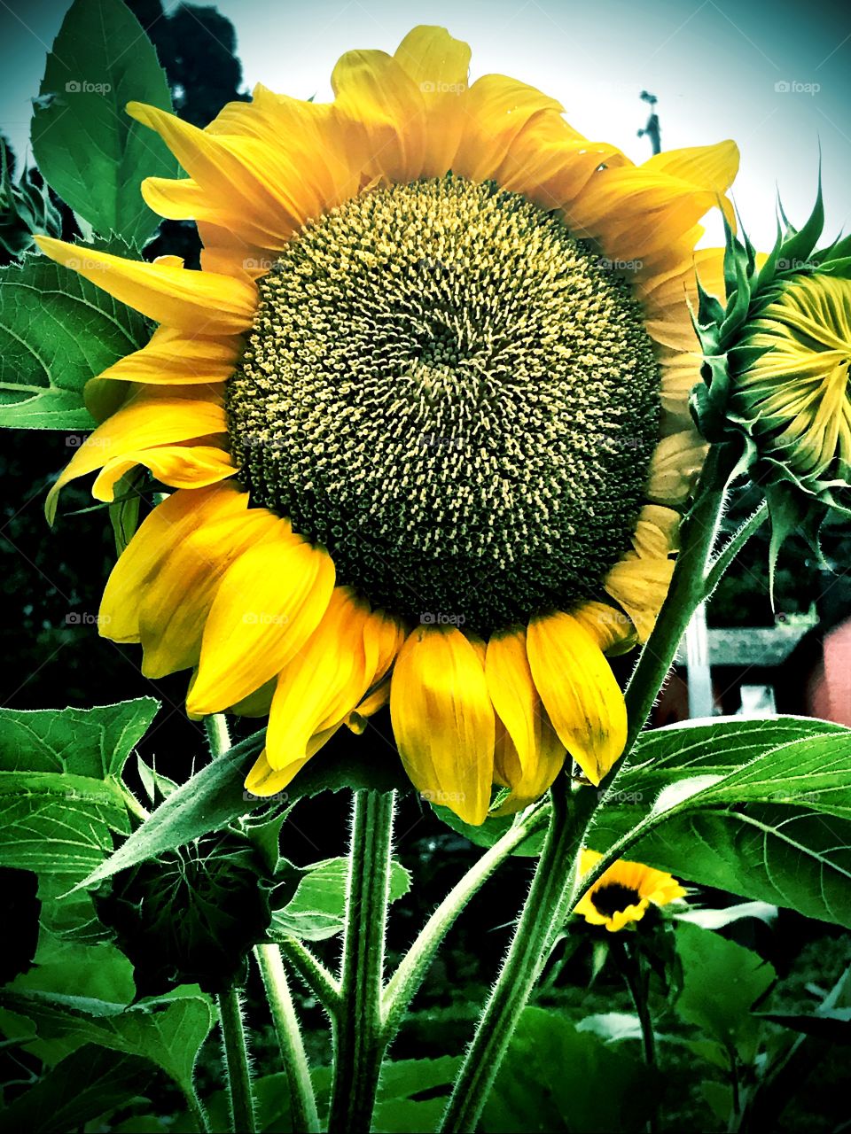 Single sunflower growing in downtown Galena, IL 