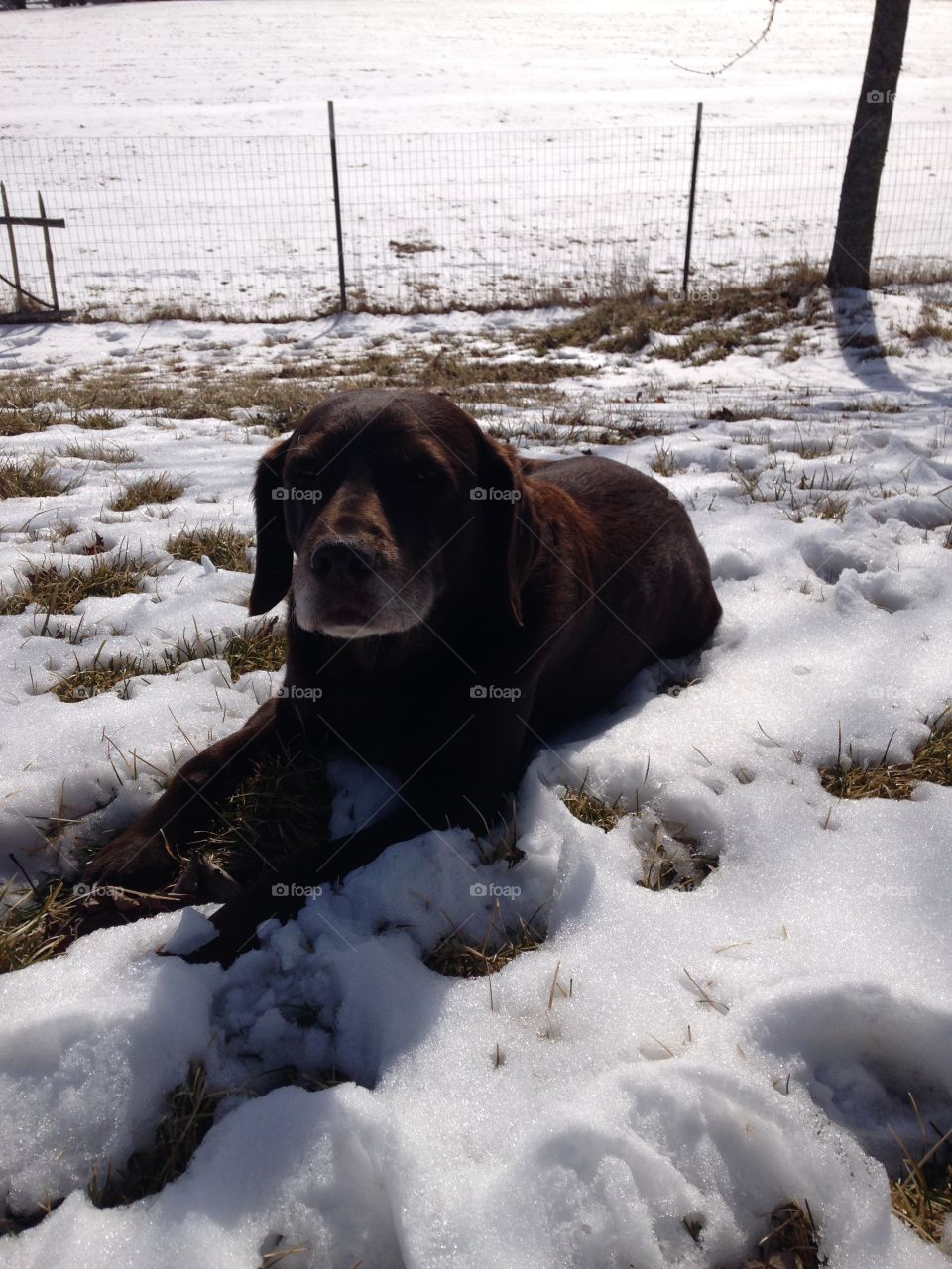 Snowy sun bathing... brown lab family dog.... 
