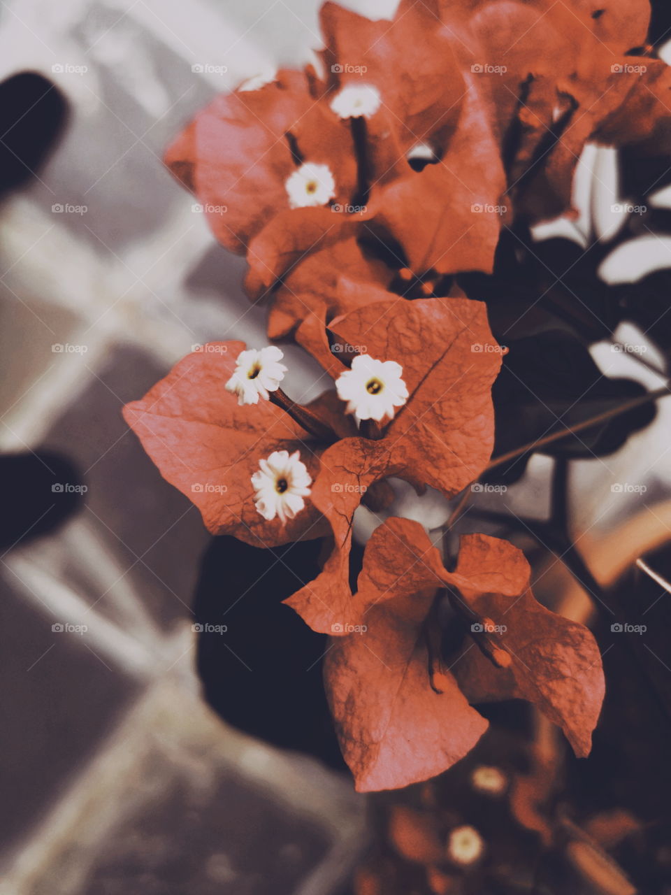 Bougainvillea