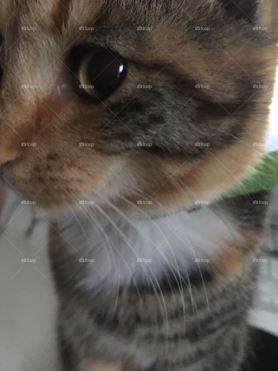 Closeup of a young norwegian forest cat