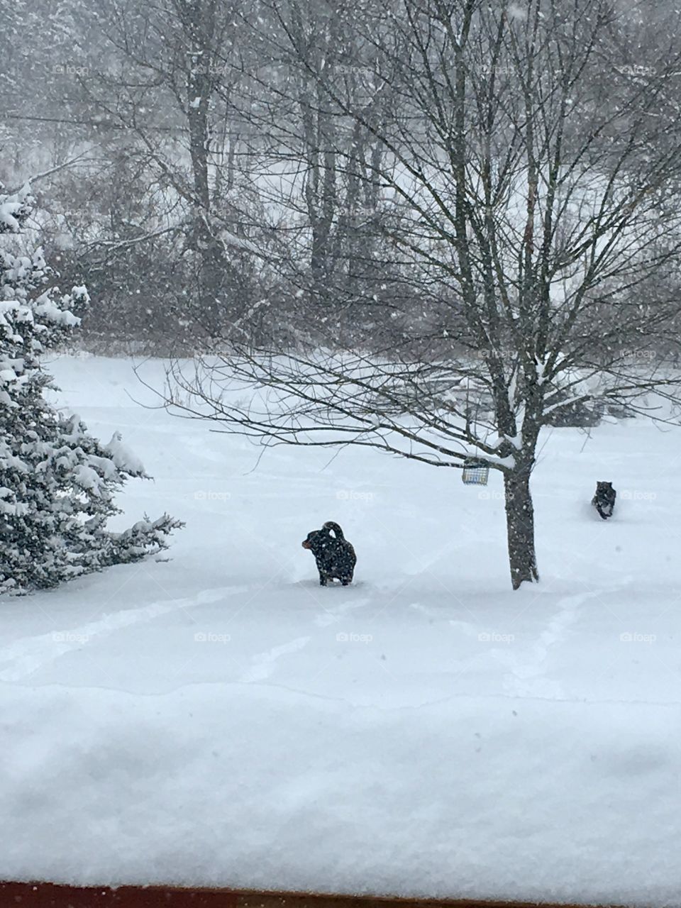 Running up the hill, playing in the snow 