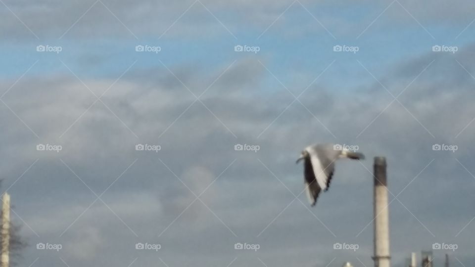 Bird flies in the sky