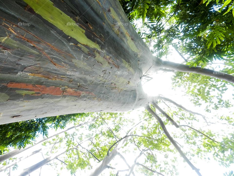 Colorful Exotic Brazilian Tree Perspective