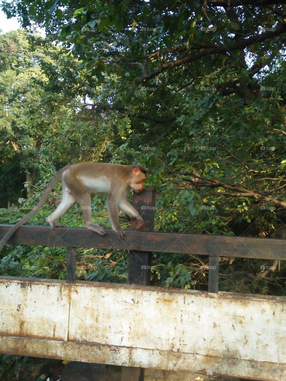 Monkey