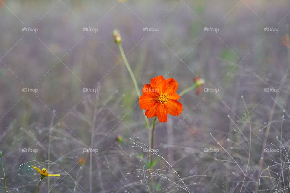  Cosmos orange. Cosmea flower 