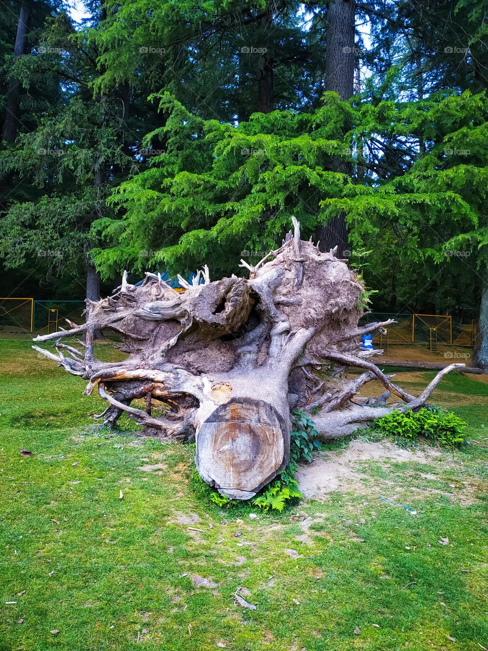 Big root of a dry tree lying in the park.