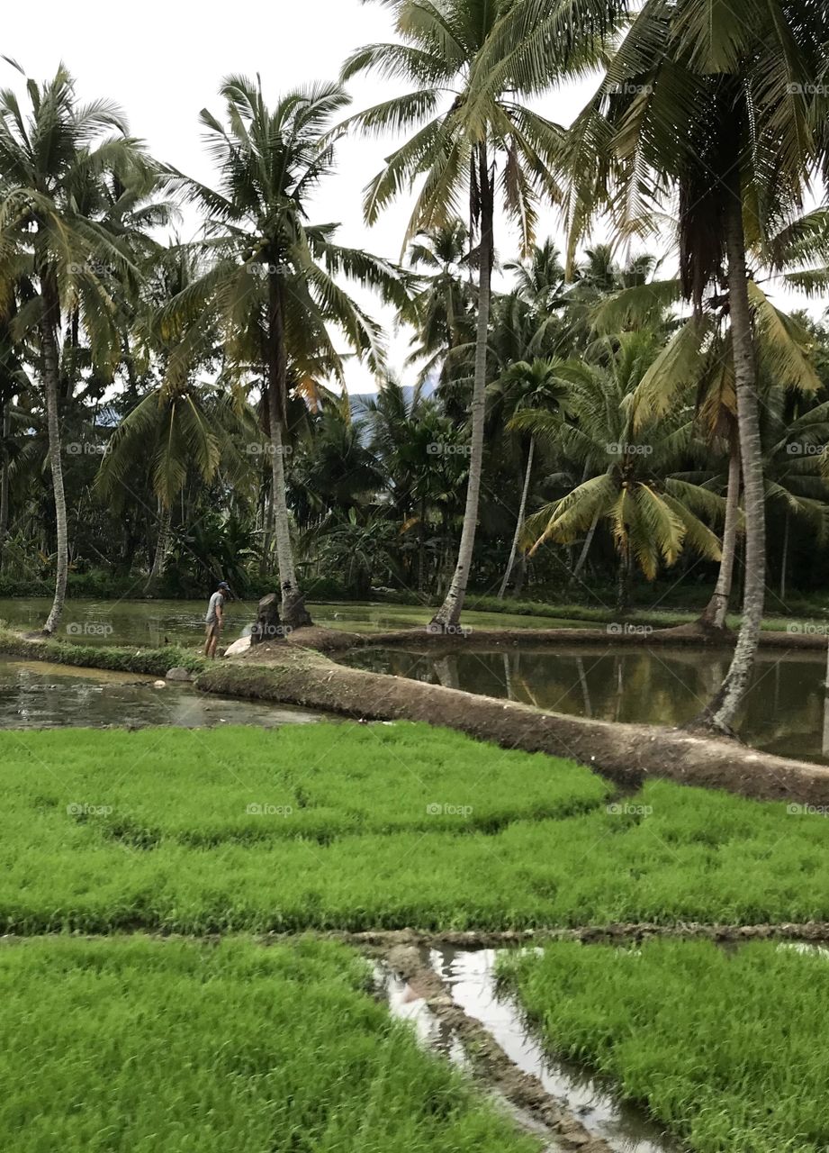 Ricefield and Coconut Trees