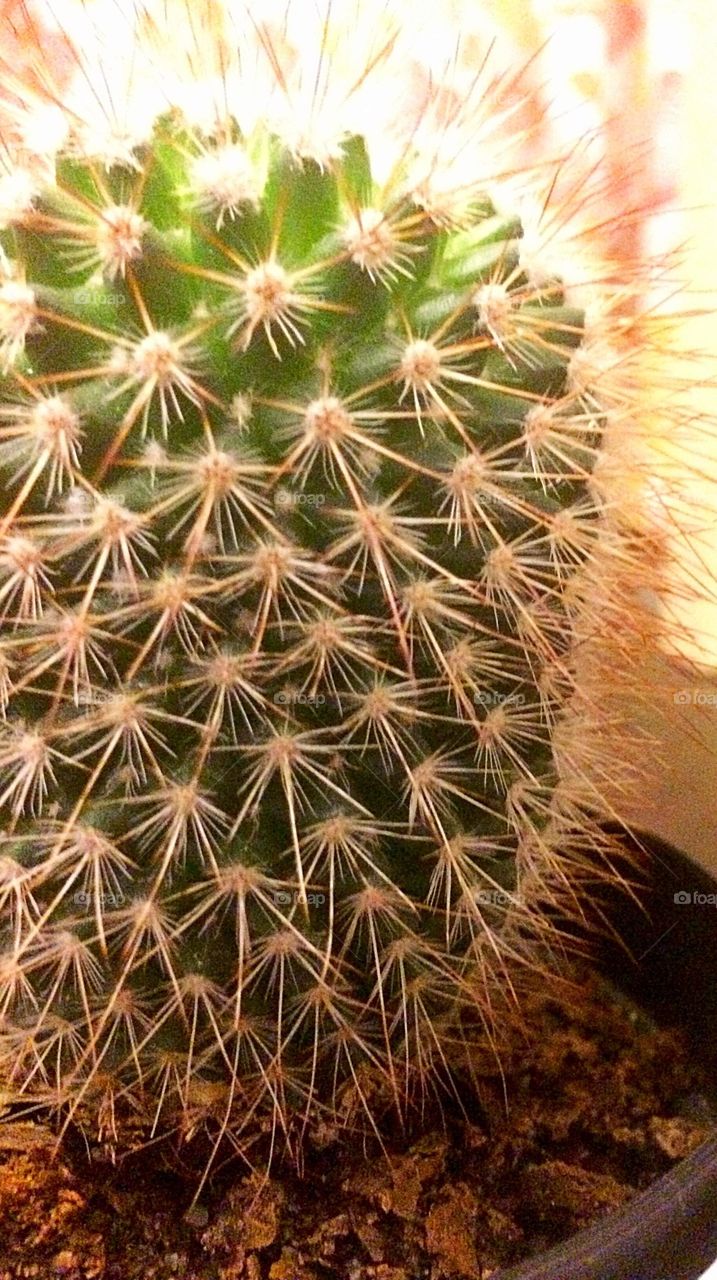 Cactus close up 