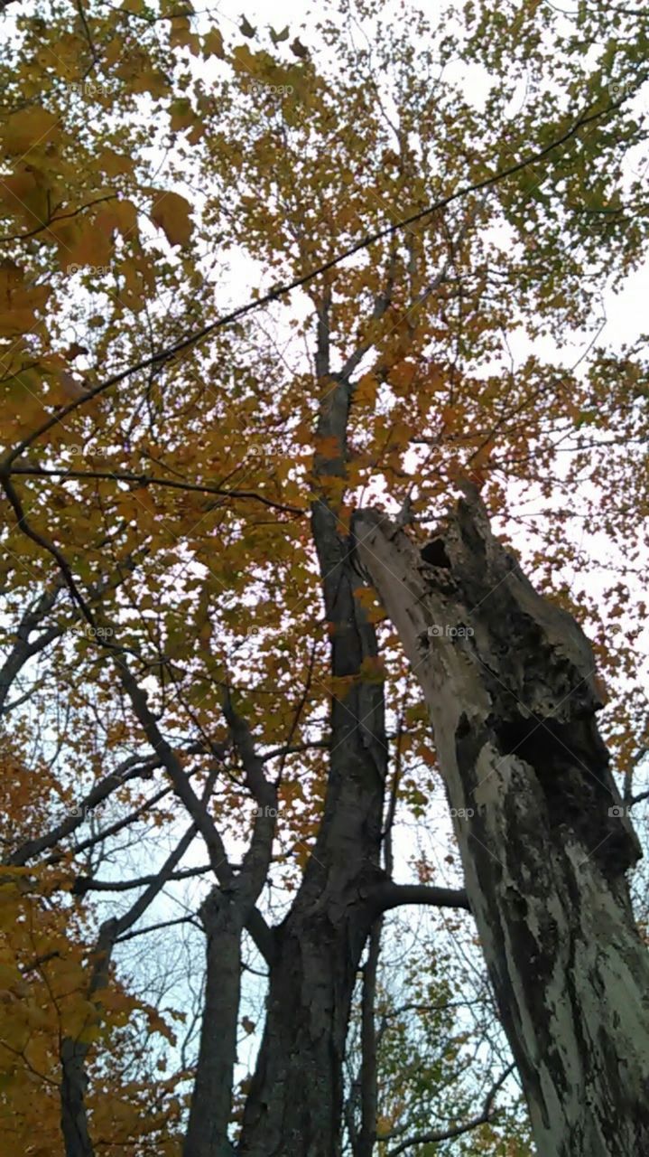 looking to the past by comparing it with the new