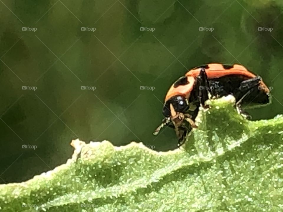 Ladybug pretty