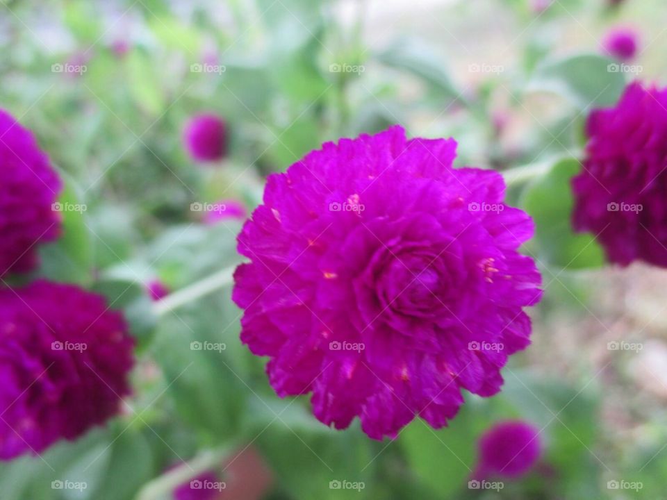 Globe amaranth
