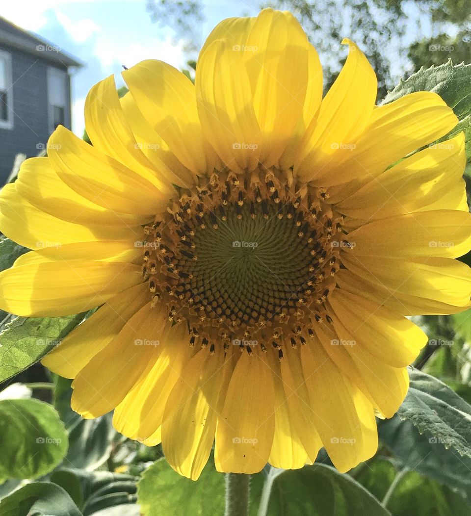 Sunflower with sunlight coming through petals 