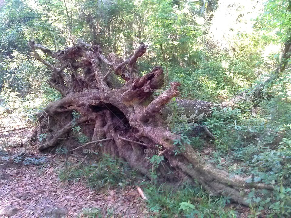 uprooted