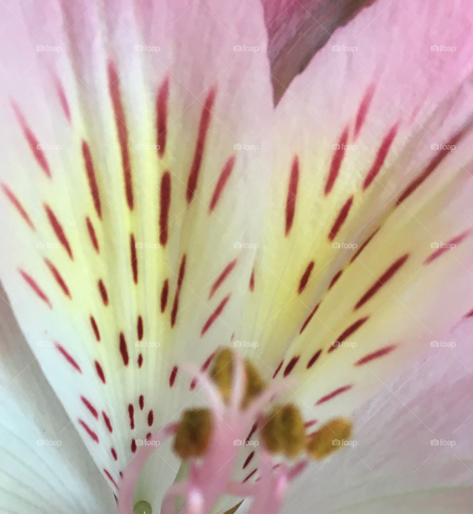 Lily flower. Close up. Pink white yellow. Symmetry 