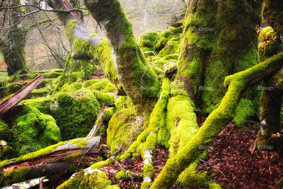 Moss in magic forest