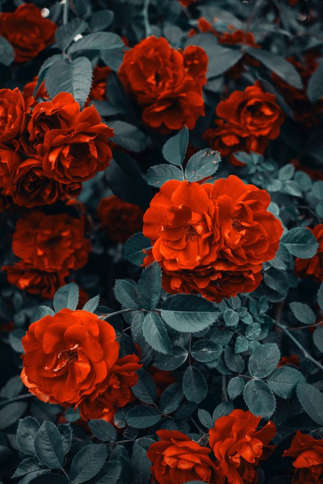Red flowers