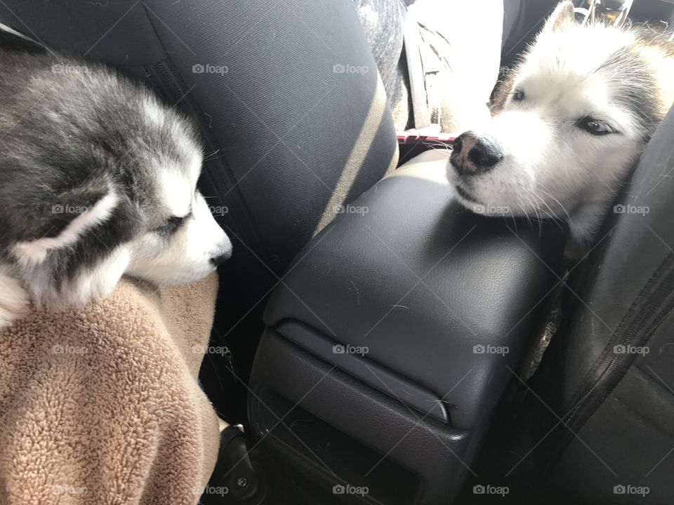 Husky dad watching over his puppy in the back seat