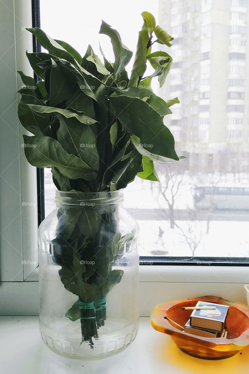 a bouquet of bay leaves in a jar and a box of matches in an ashtray on the windowsill