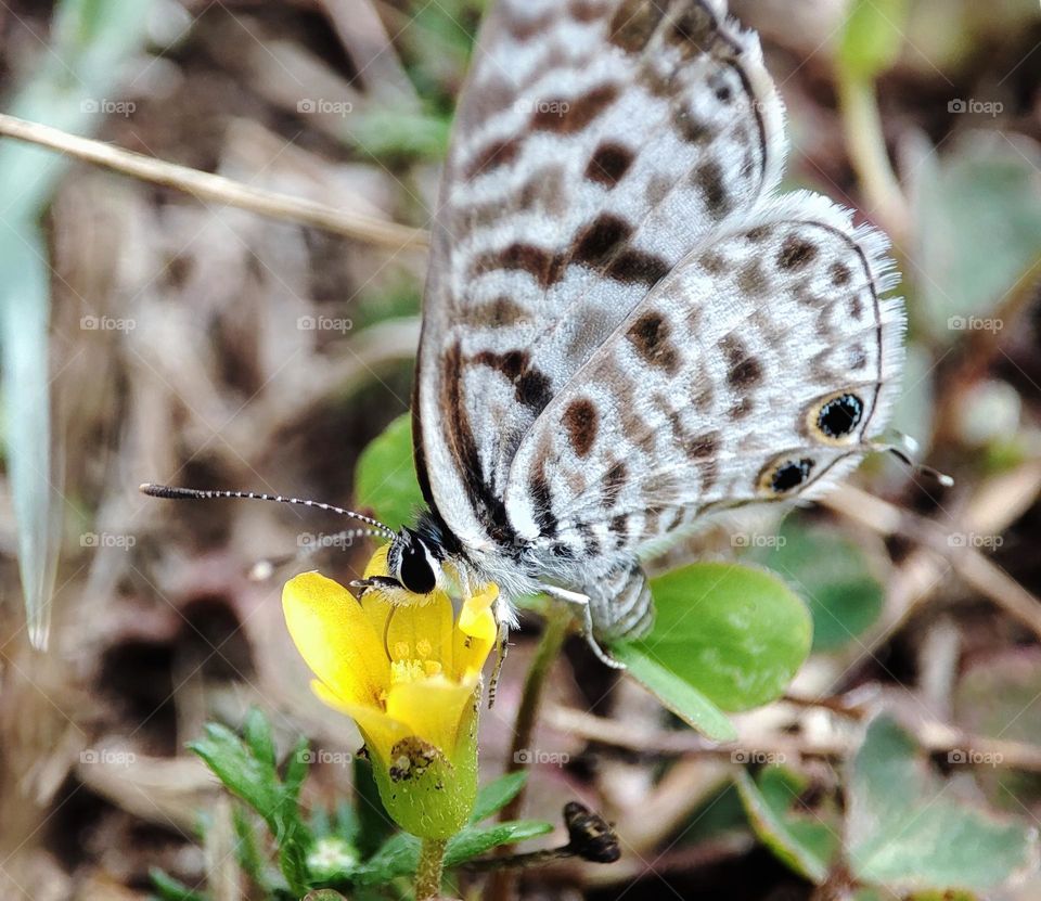 Butterfly gathering sweet materials