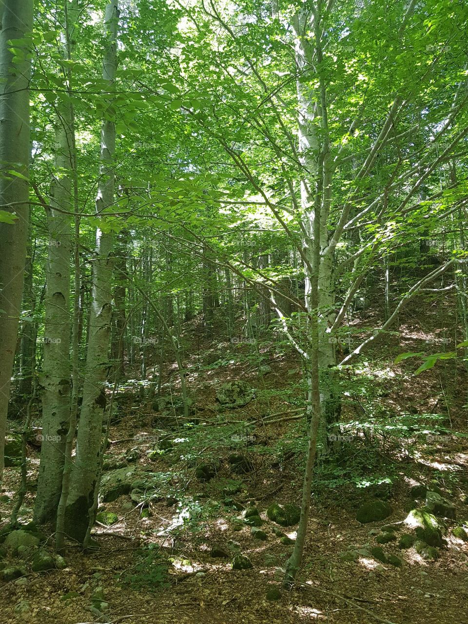 Fraîcheur en été  : Forêt en montagne